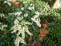 Pieris white_2 